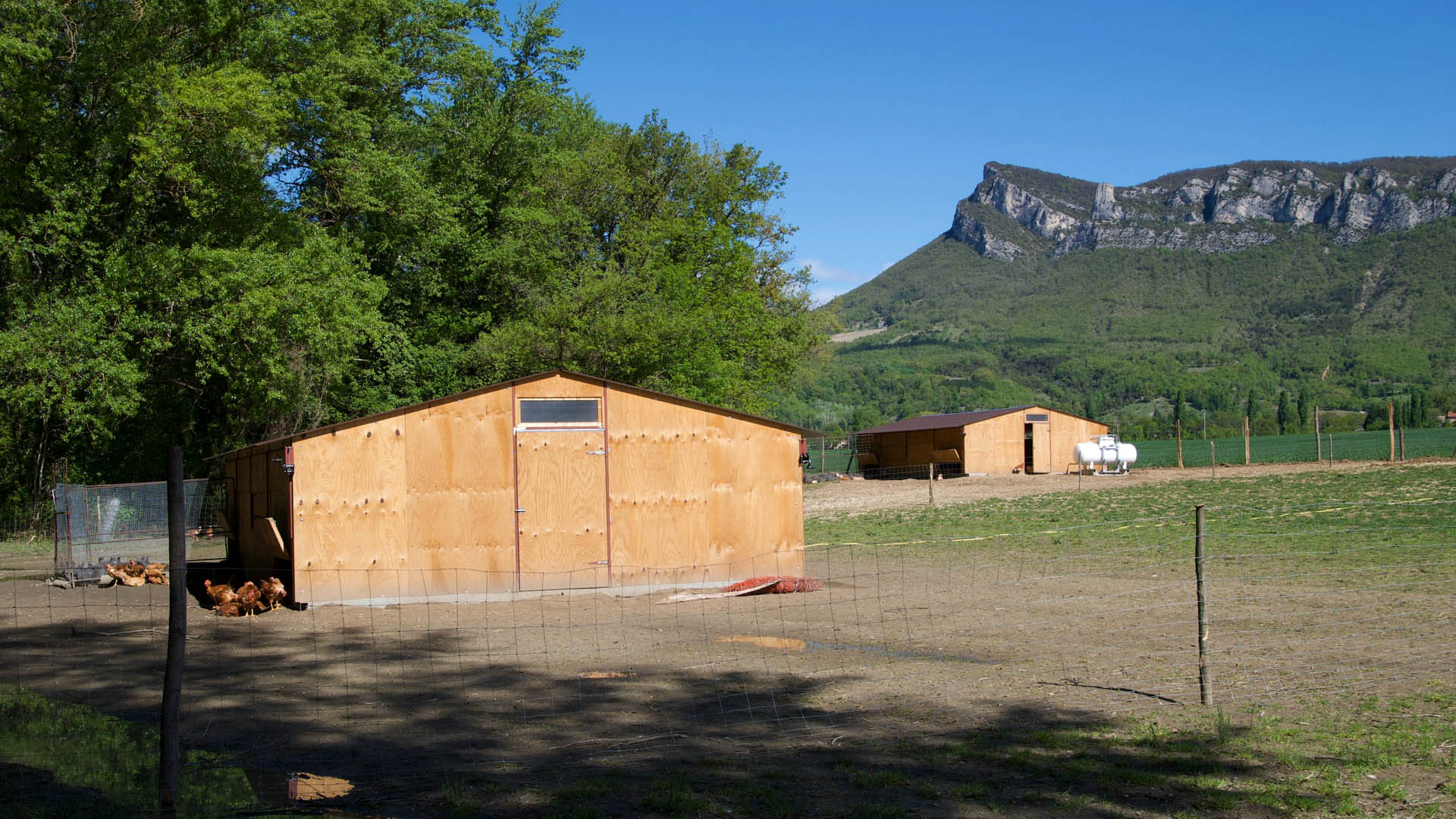 la poule des 3 becs - 3